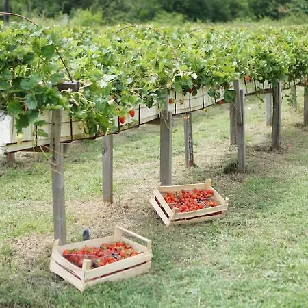 Dola Near Split - Private Pool, Orchard, Peace Villa